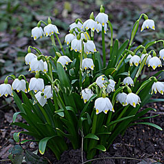 LEUCOJUM vernum L.