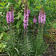 LIATRIS CULTIVAR No175