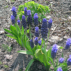 MUSCARI  latifolium Kirk.