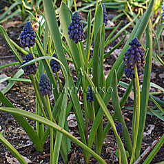 MUSCARI  paradoxum