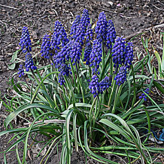 MUSCARI armenicum hort. 'Blue Spike'