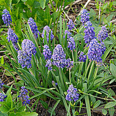 MUSCARI armenicum hort.