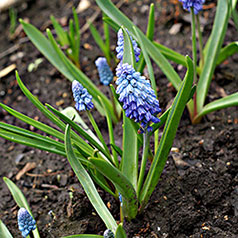 MUSCARI azureum