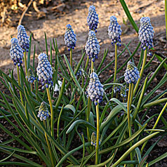 MUSCARI comosum hort. 'PLUMOSUM'