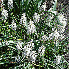 MUSCARI CULTIVAR No2254