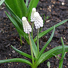 MUSCARI CULTIVAR No2616