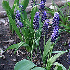 MUSCARI latifolium Kirk