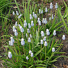 MUSCARI pallens hort.