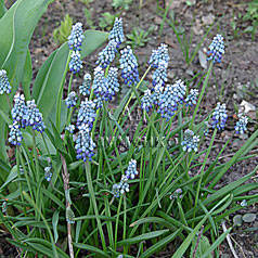 MUSCARI szovitsianum Baker