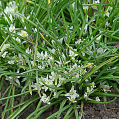 ORNITHOGALUM CULTIVAR No381