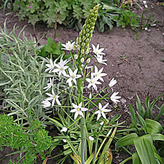 ORNITHOGALUM halleri