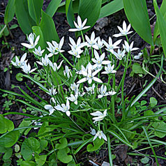 ORNITHOGALUM montanum