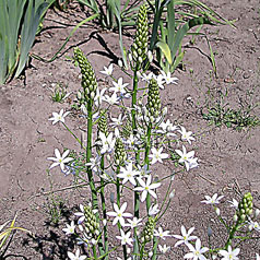 ORNITHOGALUM pyrenaicum L.