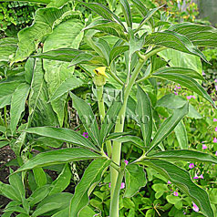 SAUROMATUM CULTIVAR No1983