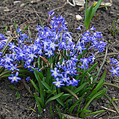 SCILLA bifolia f. tauricus