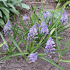 SCILLA litardierei