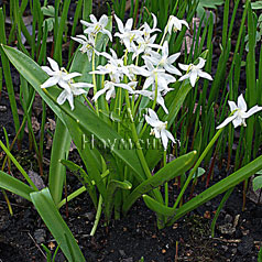 SCILLA sibirica f. alba