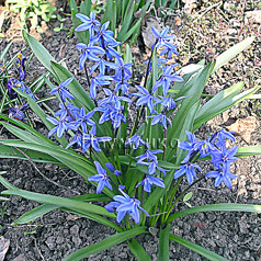 SCILLA sibirica hort. 'SPRING BEAUTY'