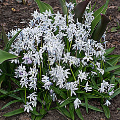 SCILLA tubergeniana Hoog