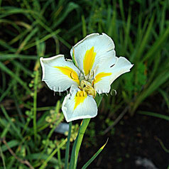 XIPHIUM vulgarus hort. 'CREAM BEAUTY'