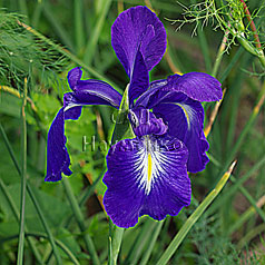 XIPHIUM vulgarus hort.