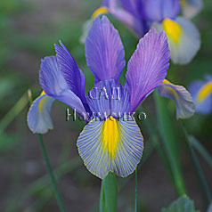 XIPHIUM vulgarus hort. 'MYSTIC BEAUTY'