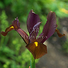 XIPHIUM vulgarus hort. 'RED EMBER'