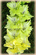 GREEN FAIRY TSAREV