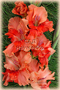 HEARTFELT GREETINGS