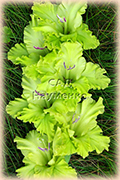 LAWN GARDEN