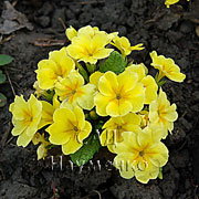 LEMON YELLOW (Pageant series)
