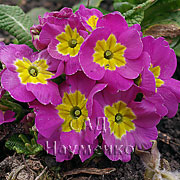 LIGHT VIOLET (Danova series)