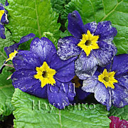 MID BLUE (Pageant series)