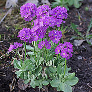 PRIMULA algida Adam.