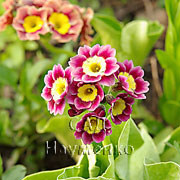 PRIMULA auricula 'DANCE'S QUEEN'