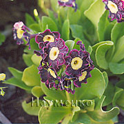 PRIMULA auricula hort.