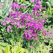 PRIMULA cortusoides L.