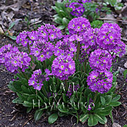 PRIMULA denticulata Smith.