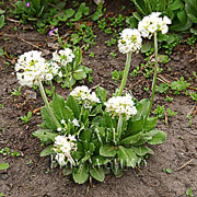 PRIMULA denticulata var. alba