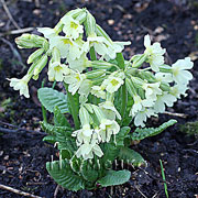 PRIMULA macrocalyx Bunge