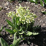 PRIMULA pallasii Lehm.