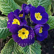 PRIMULA polyantha F1 'BLUE (Supernova series)'