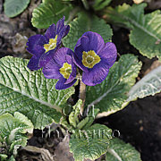 PRIMULA polyantha F1 'SKY BLUE (Supernova series)'