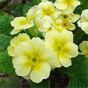 PRIMULA polyantha F1 'SUPERNOVA F1 Mix'