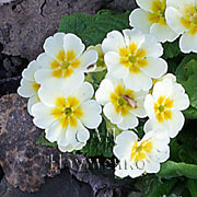 PRIMULA polyantha F1 'WHITE (Supernova series)'