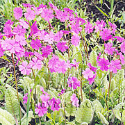 PRIMULA sieboldii E. Morr (sin. P. patens (Turcz.) E. Busch)