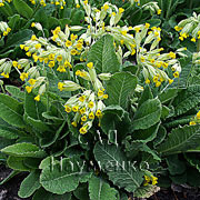 PRIMULA veris L.