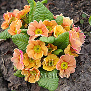 SPRINGTIDE Mix