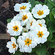 WHITE (Daniella series)