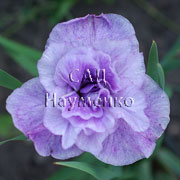 LONGFIELDS PINK PARFAIT